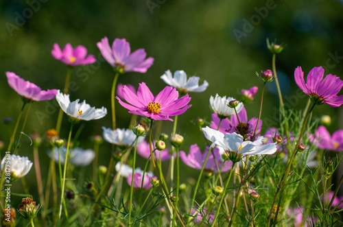 A Many beautiful pink and a white daisies