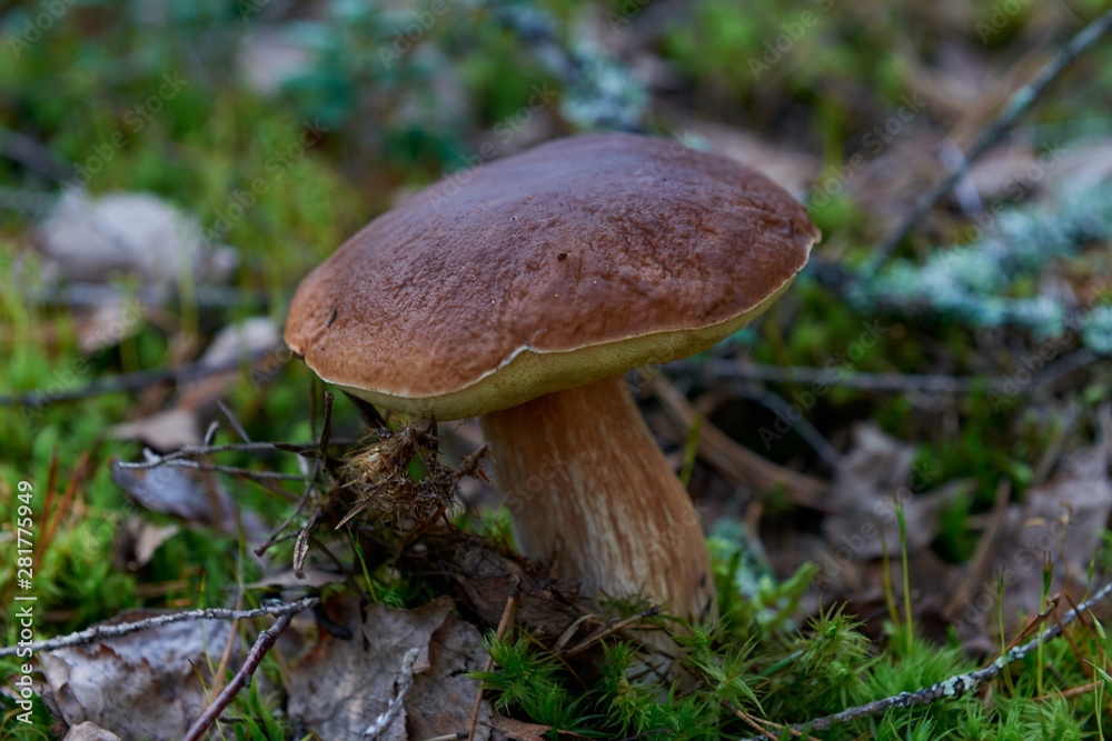 Boletus - mushroom in the forest Boletus - mushroom in the forest