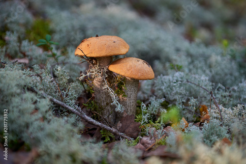 Two orange-cap boletus. Mushrooms in moss