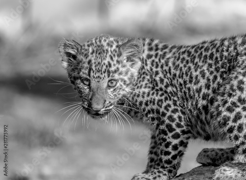 black and white leopard cub 