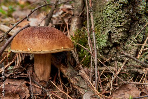 Boletus. Mushroom near the tree.