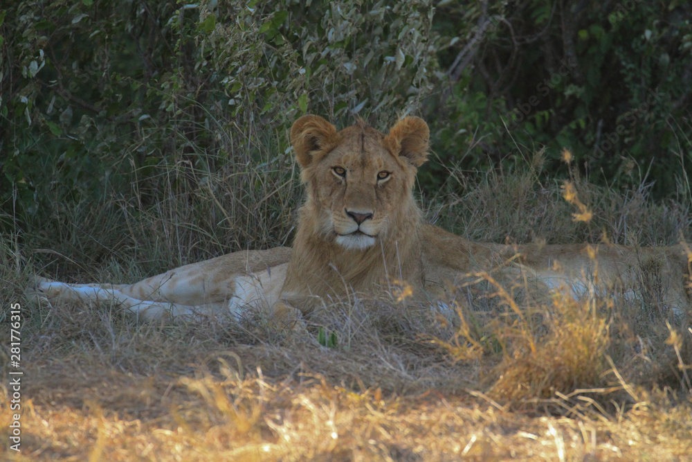 Young male lion, panthera leo, lying on ground, facing forward, in shade with green bush behind, surrounded by pride. Masai Mara National Reserve, Kenya, East Africa. Safari travel destination. Young male lion, panthera leo, lying on ground, facing forward, in shade with green bush behind, surrounded by pride. Masai Mara National Reserve, Kenya, East Africa. Safari travel destination.