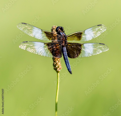 widow skimmer dragonfly on tall grass