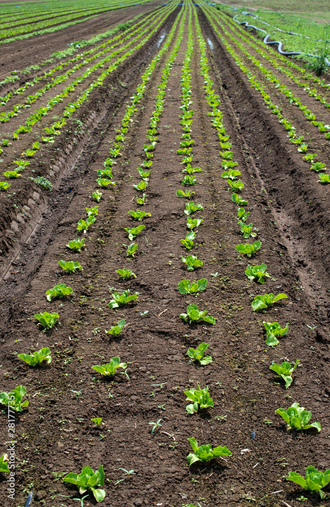 Lettuce farm on sunlight. Lettuce farm on sunlight.