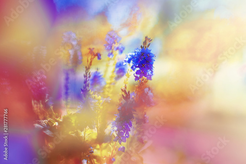 A bright bouquet of wildflowers on a sunny warm summer day. Blur background. The main object is out of focus
