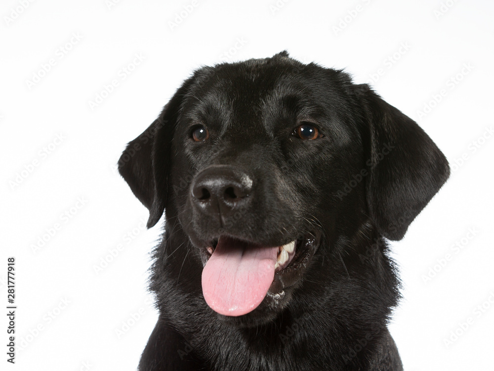 Black labrador dog portrait. Image taken in a studio with white background. Copy space, isolated on white.