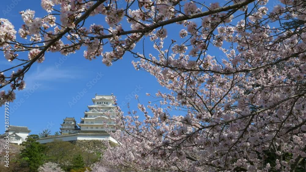 Himeji Castle and cherry blossom, Himeji, Hyogo Prefecture, Japan Himeji Castle and cherry blossom, Himeji, Hyogo Prefecture, Japan