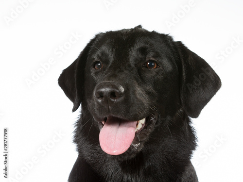 Black labrador dog portrait. Image taken in a studio with white background. Copy space  isolated on white.