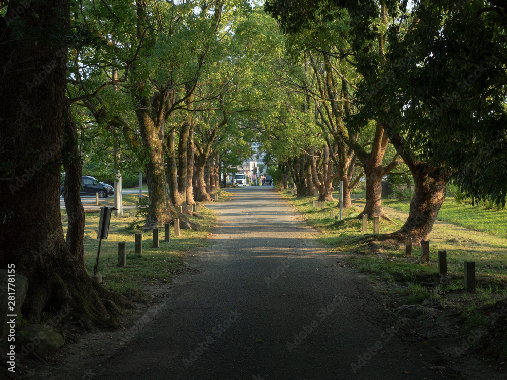 田舎の並木道 田舎の並木道