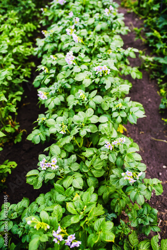 Potato leaves and flowers in summer day. Vertical