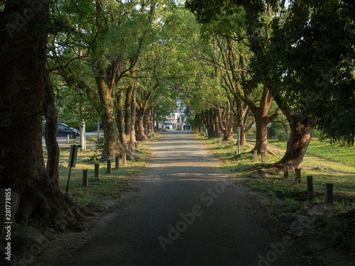 田舎の並木道