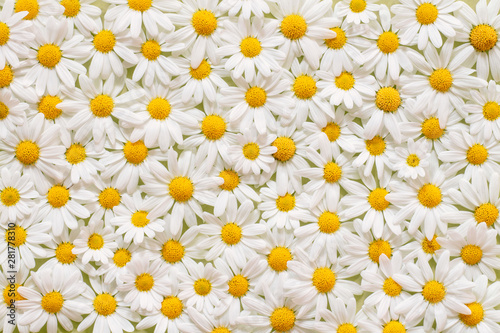 Carpet of flowers of beautiful white daisies (Marguerite) for backgrounds, Germany.