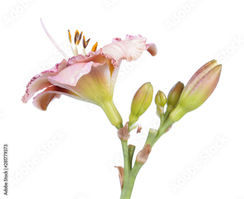 Daylily (Hemerocallis) flower close-up isolated on white background. Cultivar with pink flower
