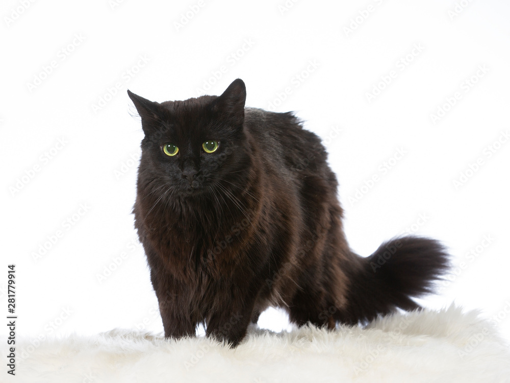 Norwegian forest cat portrait. Image taken in a studio with white background. Beautiful green eyes