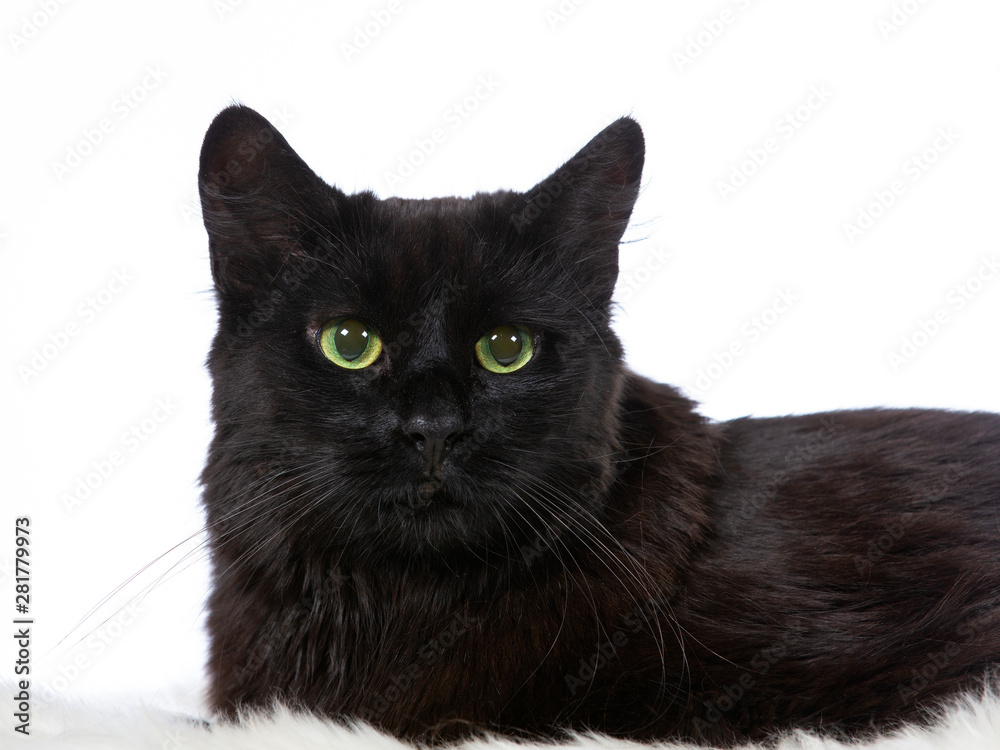 Norwegian forest cat portrait. Image taken in a studio with white background. Beautiful green eyes