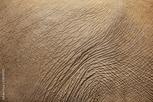 Canvas Print texture of elephant skin.