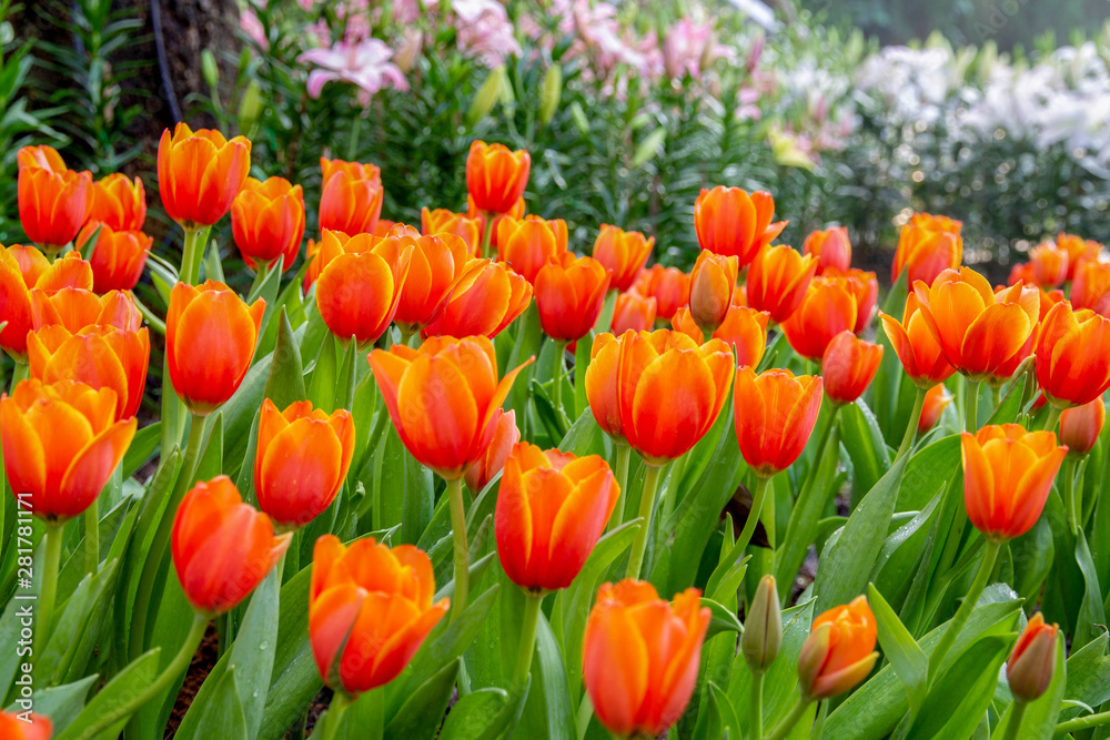 Beautiful flowers in the garden suitable for save environment poster and valentines day background wallpaper. Beautiful flowers in the garden suitable for save environment poster and valentines day background wallpaper.