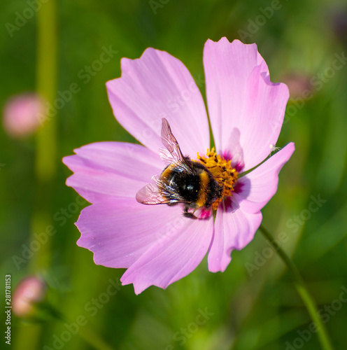 Bumblebee on a pink daisy flower on nature © olgavolodina