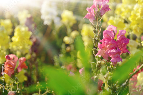 Sommer Blumen Wiese - Grußk...