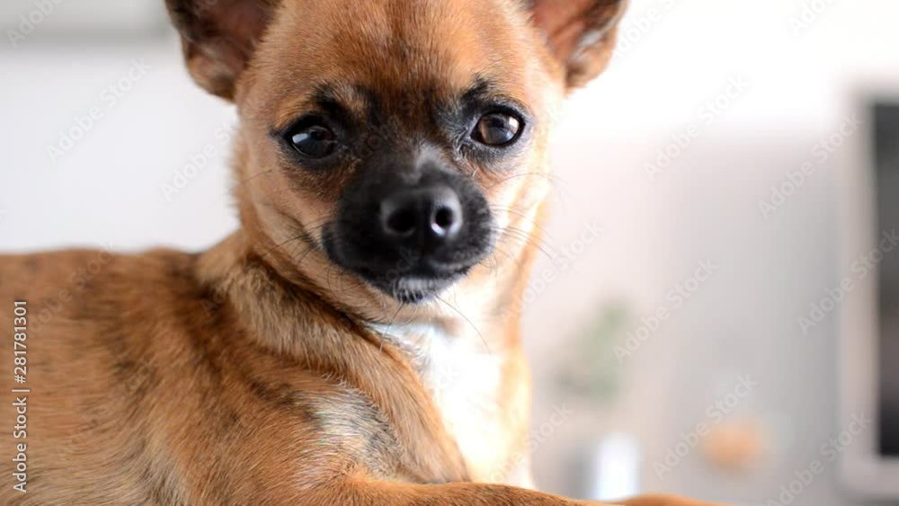 Adorable chihuahua marrón mirando el objetivo en cámara lenta