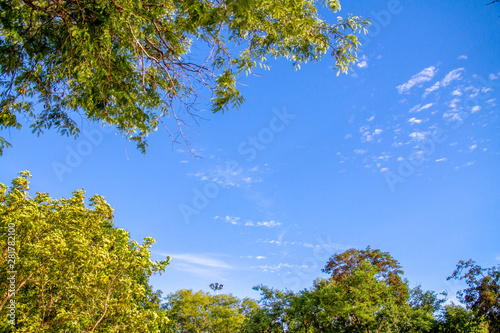 leaves of tree with blue sky suitable for wallpaper background and web background.