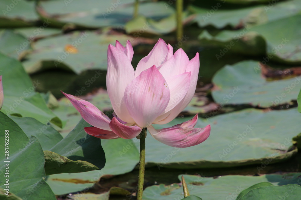 pink lotus flower in the pond pink lotus flower in the pond