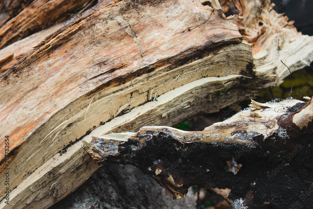 tree earth texture abstraction background wood log stump tree earth texture abstraction background wood log stump
