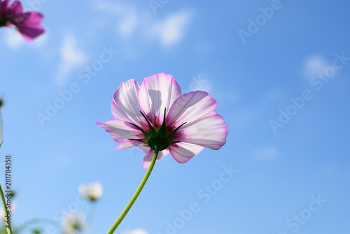 Cosmos flower blooming towards the sky