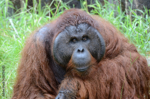 It is a photograph of the orangutan of the zoo