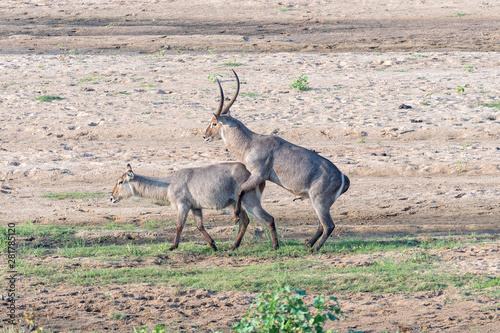 Waterbuck bull trying to mate with an unwilling cow photo