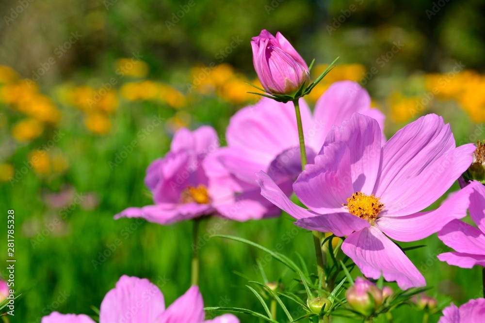 Blumenwiese im Sommer - Grußkarte Cosmea