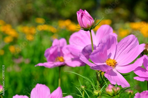 Blumenwiese im Sommer - Gru...