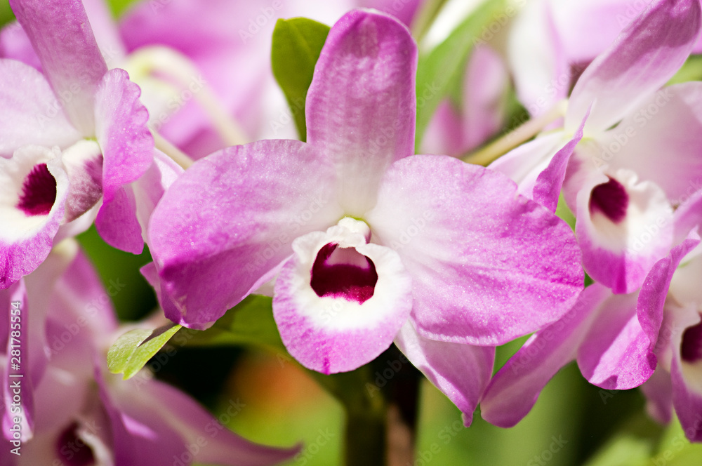 Obraz premium Orquídea