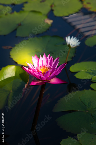 Beautiful purple lotus flower in blooming.Flowers in thailand