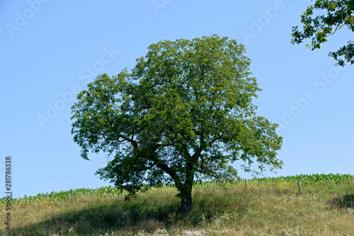 Tree with blue sky as background