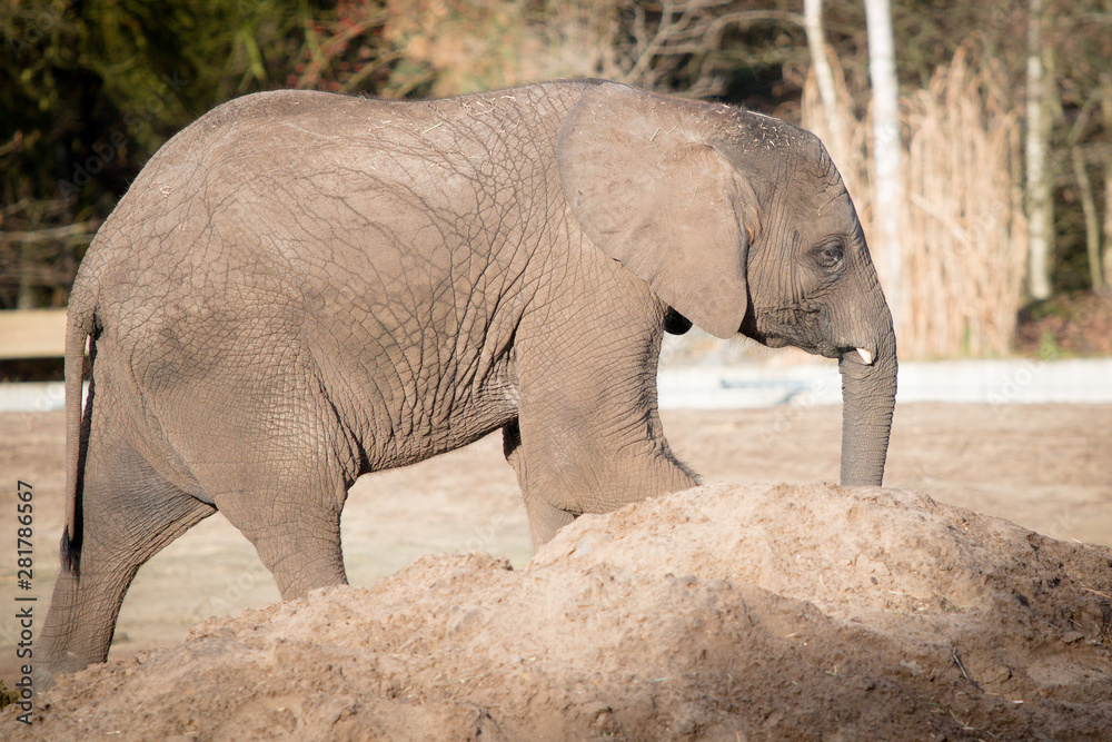 Naklejka premium baby elephant walking around