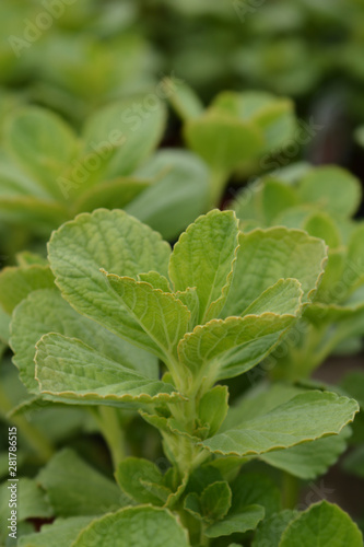 Wallpaper Mural Scaredy Cat Plant Torontodigital.ca