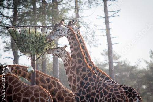 giraffes eating in the zoo