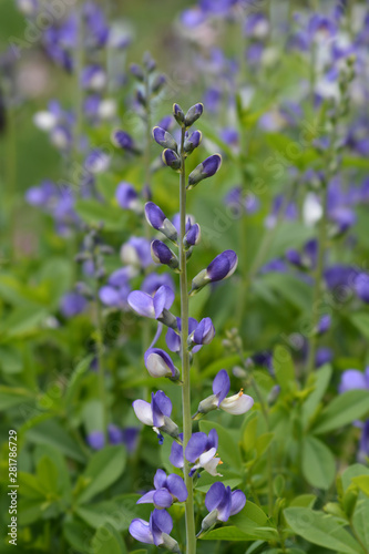 Blue false indigo