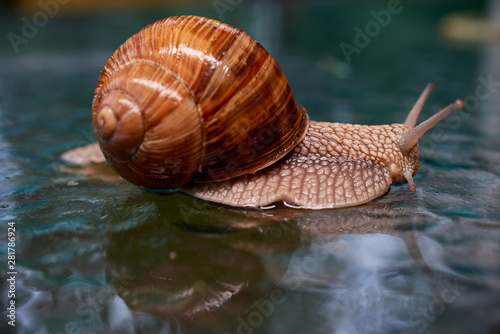 Big snail on the glass with water