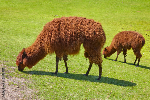 Lama mother with child while grazing photo