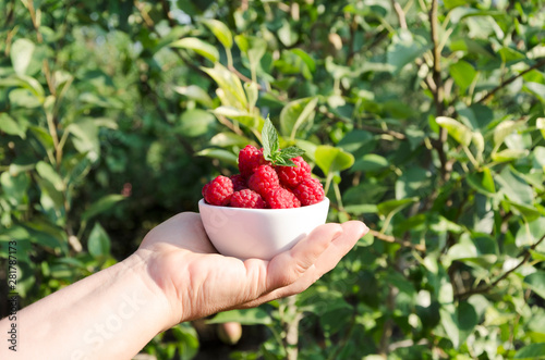 Woman holding white bowl full of fresh tasty raspberries against green garden