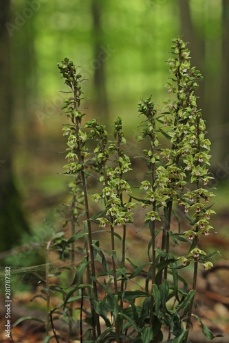 Fototapeta Naklejka Na Ścianę i Meble -  Violette Stendelwurz (Epipactis purpurata) mit bestäubender Wespe