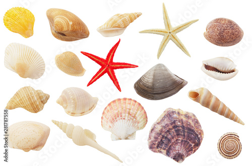 Assortment of seashells and starfishes isolated on white background