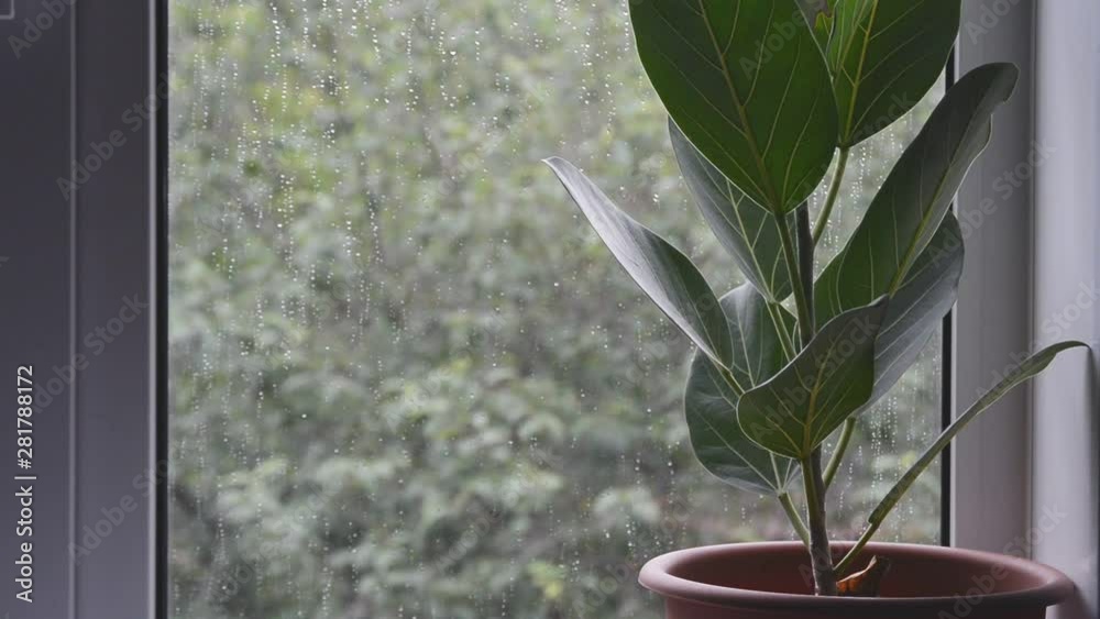 ficus plant in brown flower pot with bad rainy summer day weather outside home window on green trees blurred background, selective focus of closeup full hd stock video footage in real time