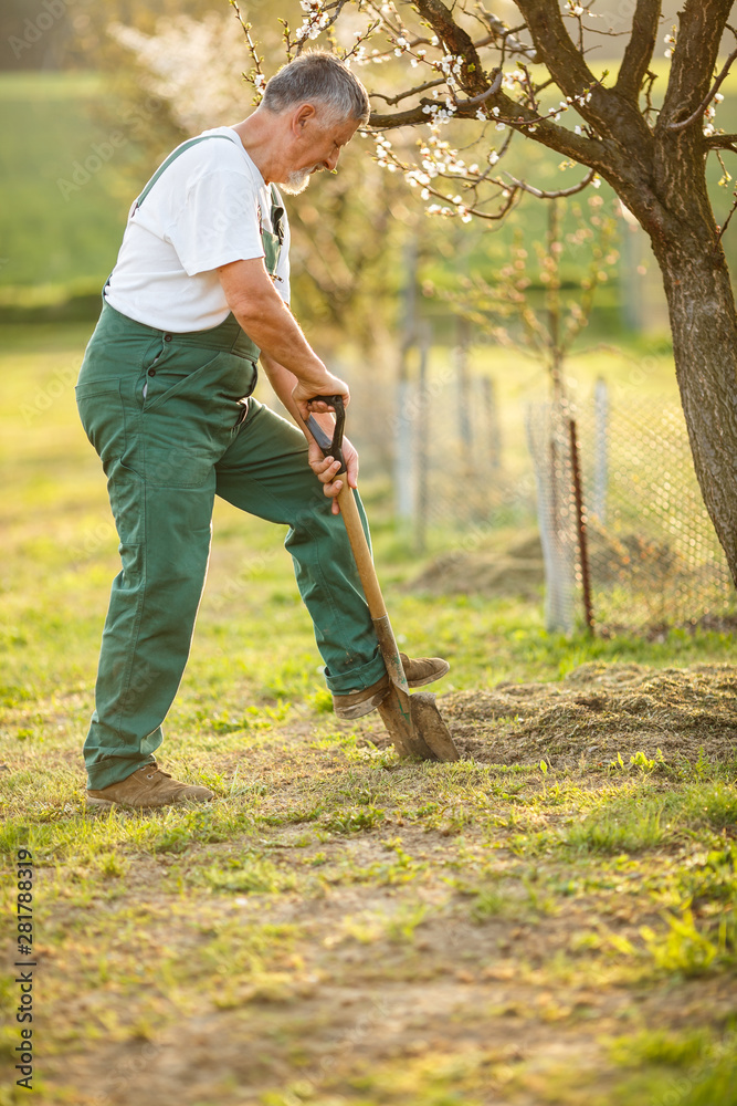 Portrait of a handsome senior man gardening in his garden, on a lovely spring day (color toned image) Portrait of a handsome senior man gardening in his garden, on a lovely spring day (color toned image)