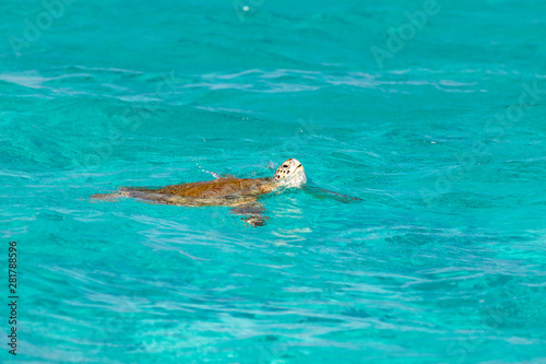 Saint Vincent and the Grenadines, green turtle, Tobago Cays