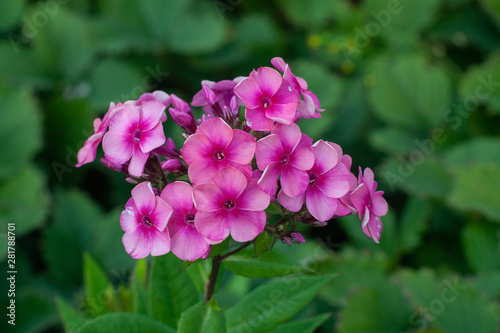Phlox on a bed in a private garden