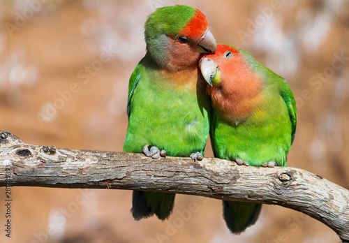 Moment of tenderness between a pair of parrots photo