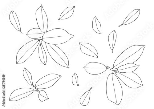 Leaves line single leaf and leaf pattern black Bring to color decorate on white background illustration vector